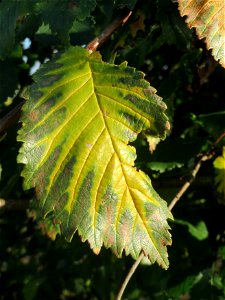 Feldulme (Ulmus minor) bei Reilingen