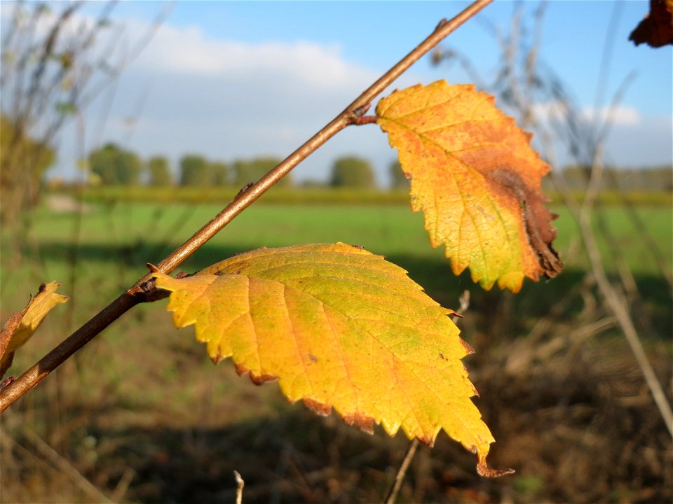 Feldulme (Ulmus minor) bei Reilingen