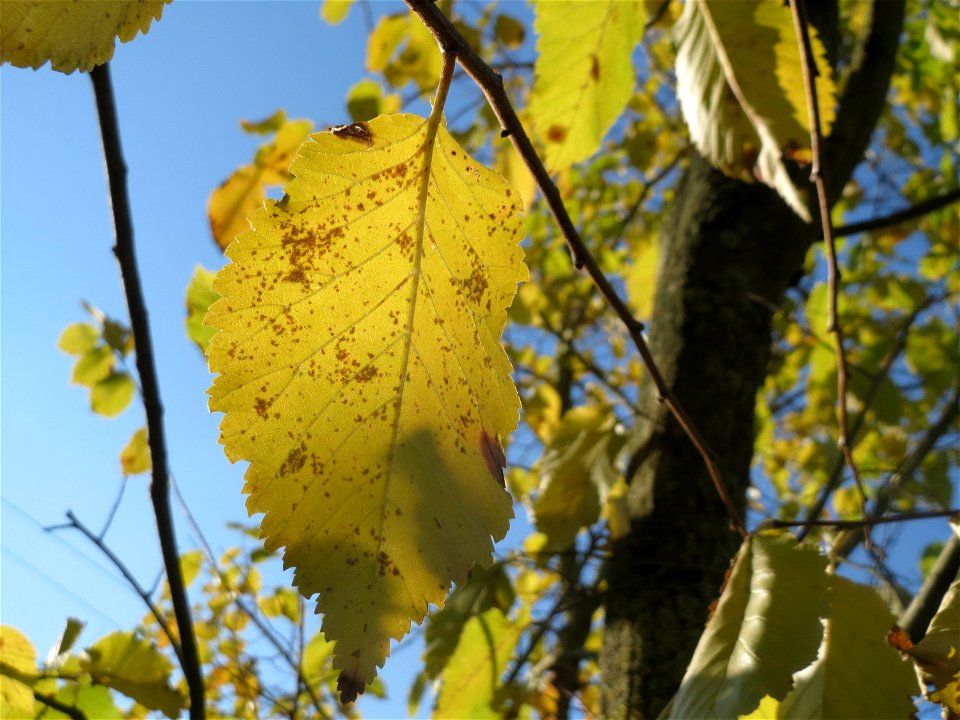 Feldulme (Ulmus minor) bei Walldorf (Baden)