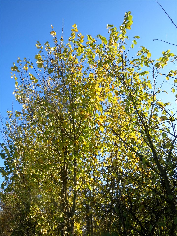 Feldulme (Ulmus minor) bei Walldorf (Baden)