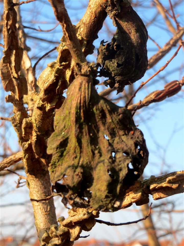 Ulmenbeutelgallenlaus (Eriosoma lanuginosum) an einer Feld-Ulme (Ulmus minor) bei Hockenheim - Die Ulmenbeutelgallenlaus befällt vorzugsweise die Feld-Ulme