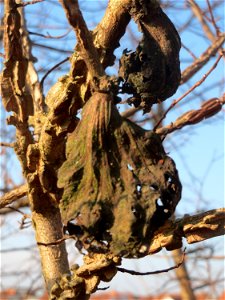 Ulmenbeutelgallenlaus (Eriosoma lanuginosum) an einer Feld-Ulme (Ulmus minor) bei Hockenheim - Die Ulmenbeutelgallenlaus befällt vorzugsweise die Feld-Ulme photo