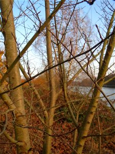 Feldulme (Ulmus minor) an der Saar in Saarbrücken