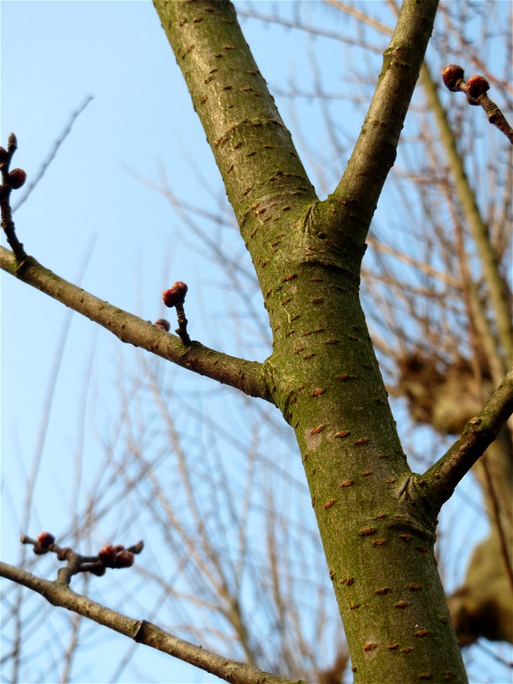 Feldulme (Ulmus minor) an der Saar in Saarbrücken