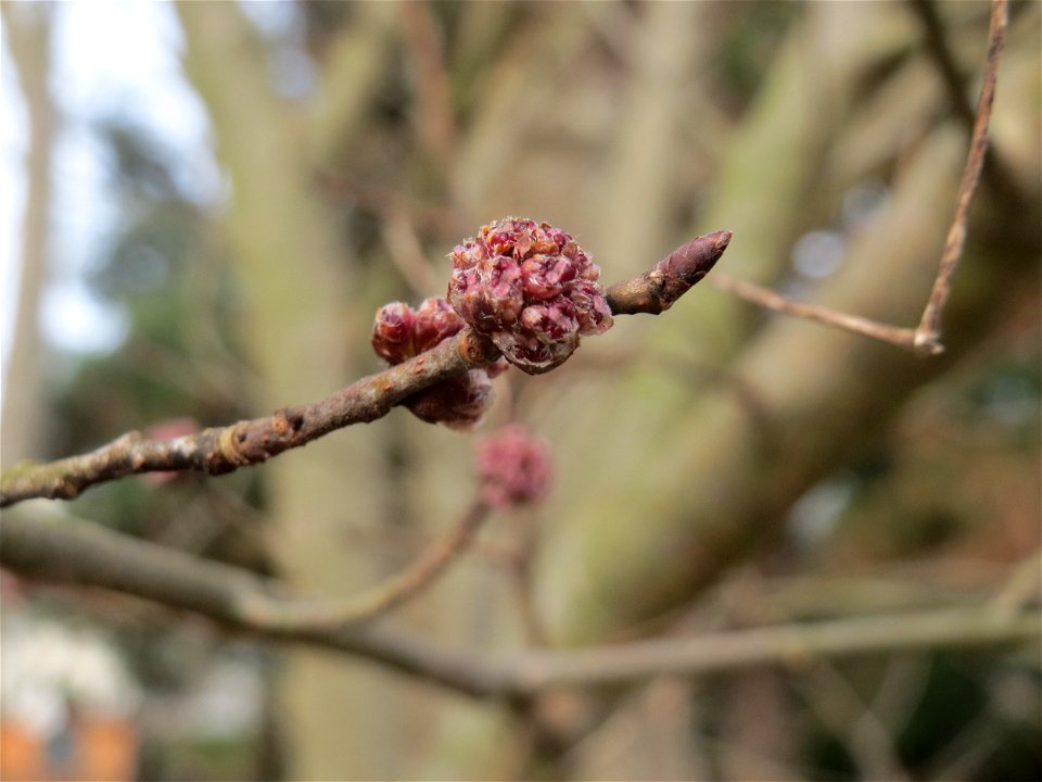 Blütenknospen der Feldulme (Ulmus minor) an der Saar in Saarbrücken