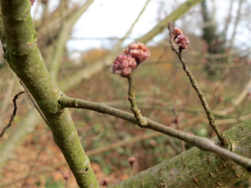 Blütenknospen der Feldulme (Ulmus minor) an der Saar in Saarbrücken
