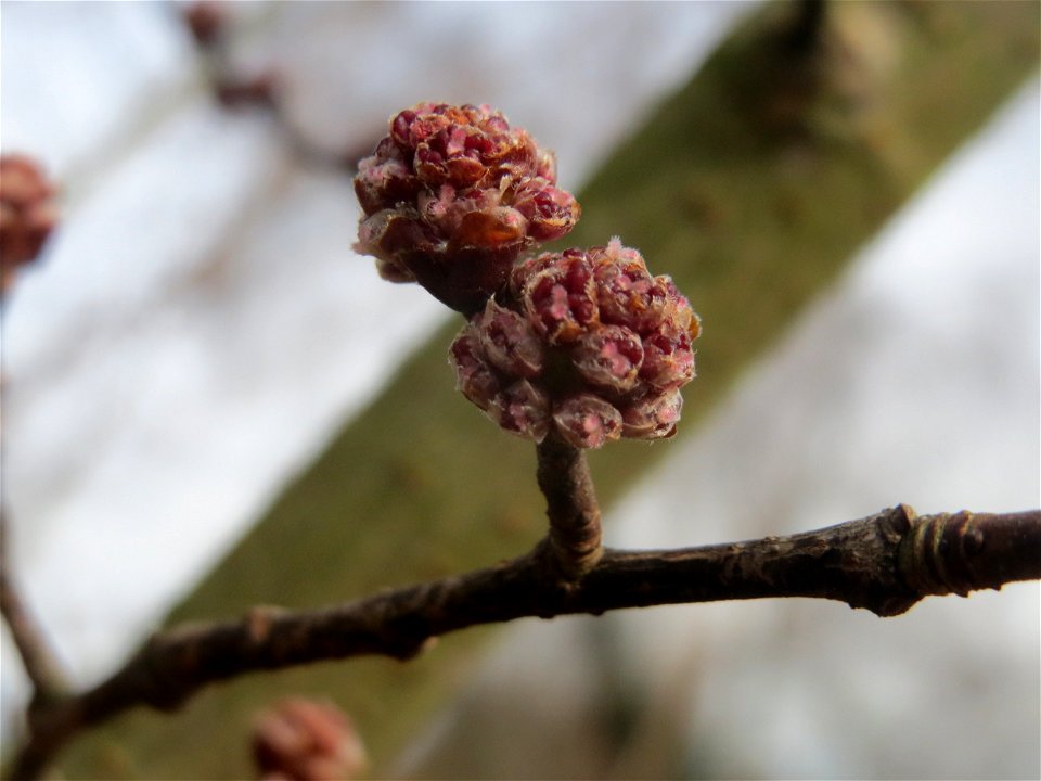 Blütenknospen der Feldulme (Ulmus minor) an der Saar in Saarbrücken