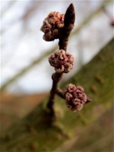 Blütenknospen der Feldulme (Ulmus minor) an der Saar in Saarbrücken