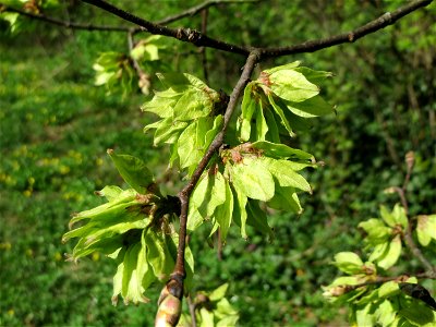 Früchte der Feld-Ulme (Ulmus minor) in der ehem. Bismarckanlage in Sankt Arnual