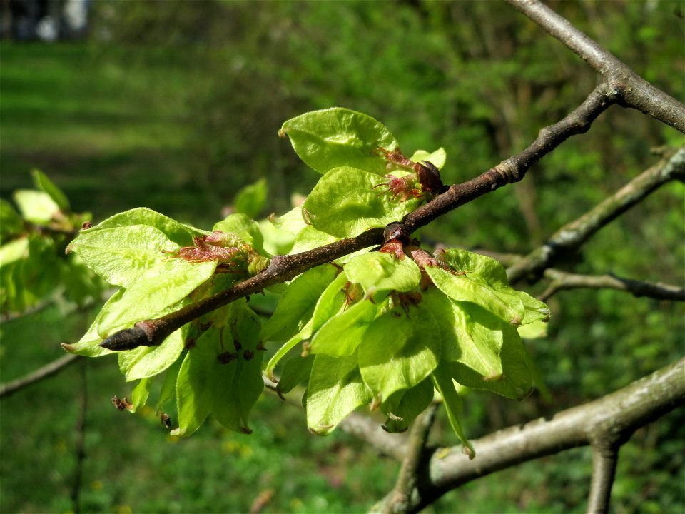 Früchte der Feld-Ulme (Ulmus minor) in der ehem. Bismarckanlage in Sankt Arnual