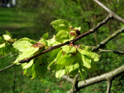 Früchte der Feld-Ulme (Ulmus minor) in der ehem. Bismarckanlage in Sankt Arnual