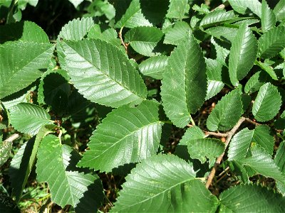 Feldulme (Ulmus minor) an der Saar in Saarbrücken