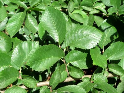Feldulme (Ulmus minor) an der Saar in Saarbrücken