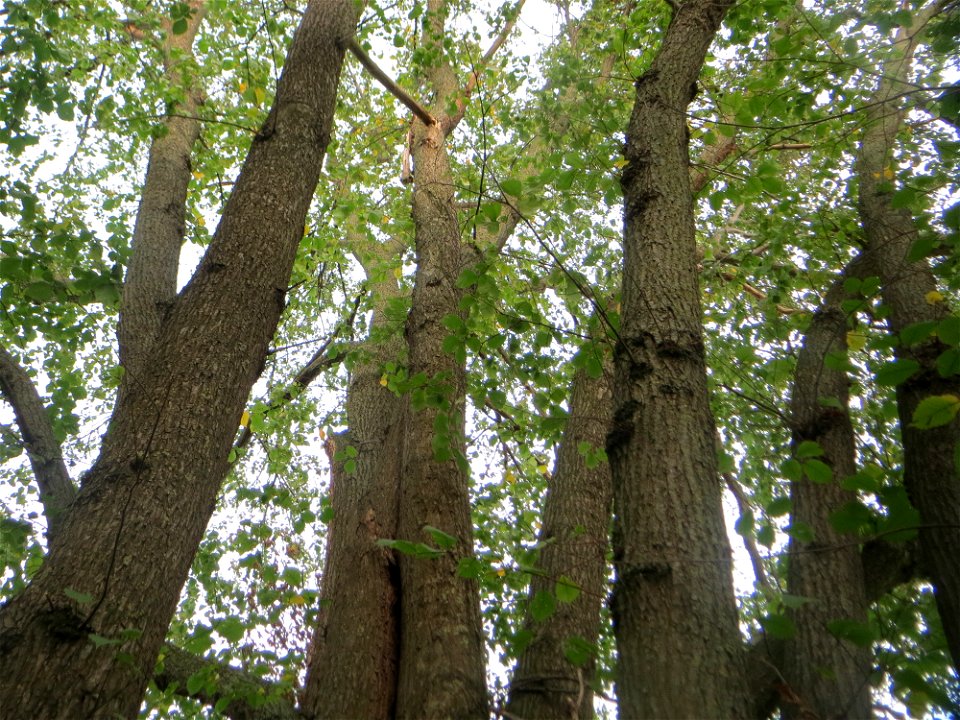 Mächtige Feld-Ulme (Ulmus minor) im Naturschutzgebiet „Alter Bahndamm“ im Hockenheimer Rheinbogen