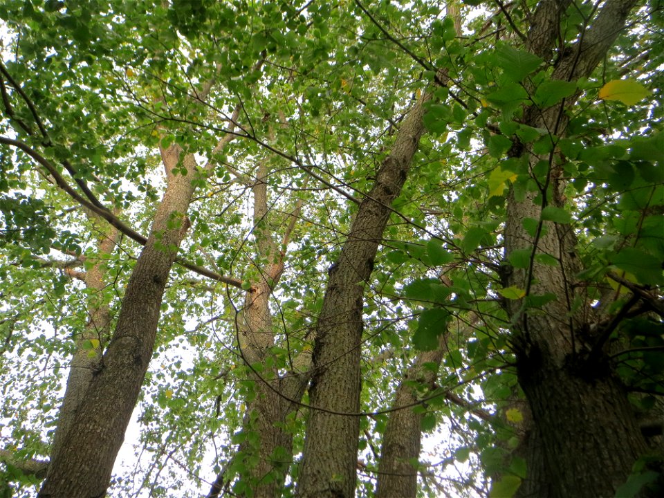 Mächtige Feld-Ulme (Ulmus minor) im Naturschutzgebiet „Alter Bahndamm“ im Hockenheimer Rheinbogen