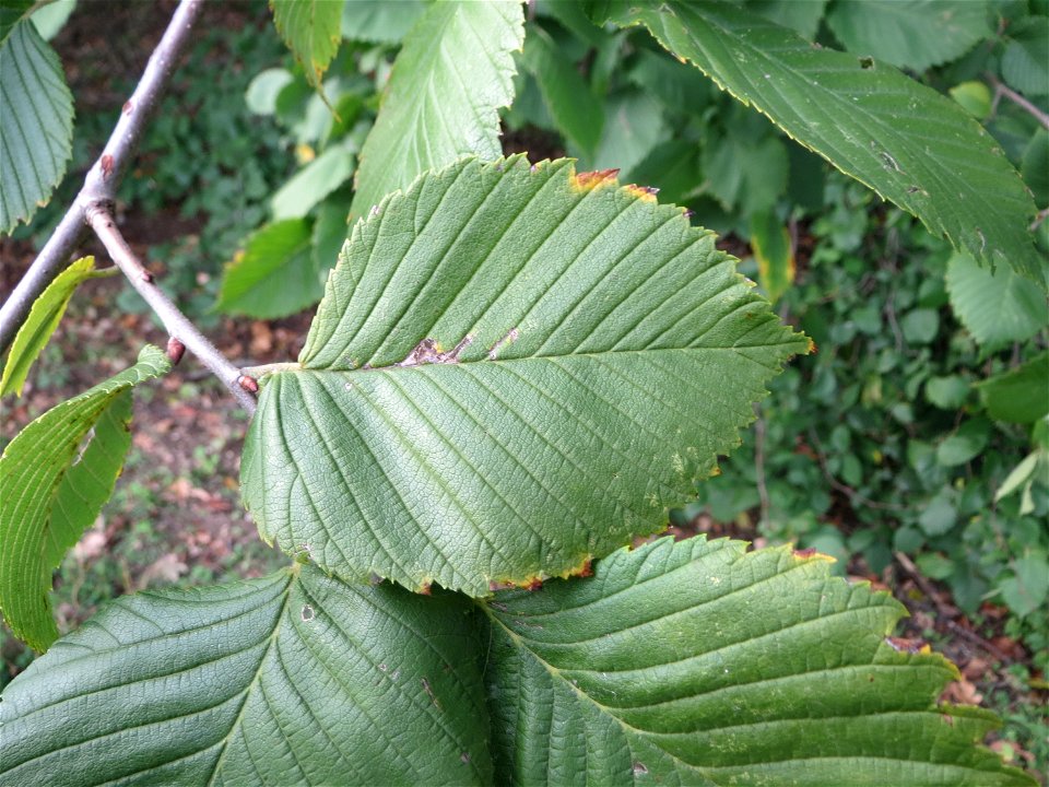 Blätter der Feld-Ulme (Ulmus minor) im Naturschutzgebiet „Alter Bahndamm“ im Hockenheimer Rheinbogen