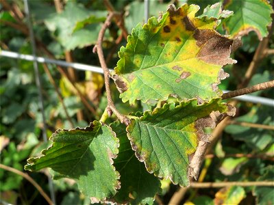Feldulme (Ulmus minor) auf einer Ruderalfläche in Saarbrücken