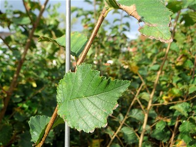 Feldulme (Ulmus minor) auf einer Ruderalfläche in Saarbrücken