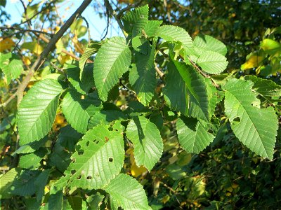 Feldulme (Ulmus minor) bei Neulußheim photo