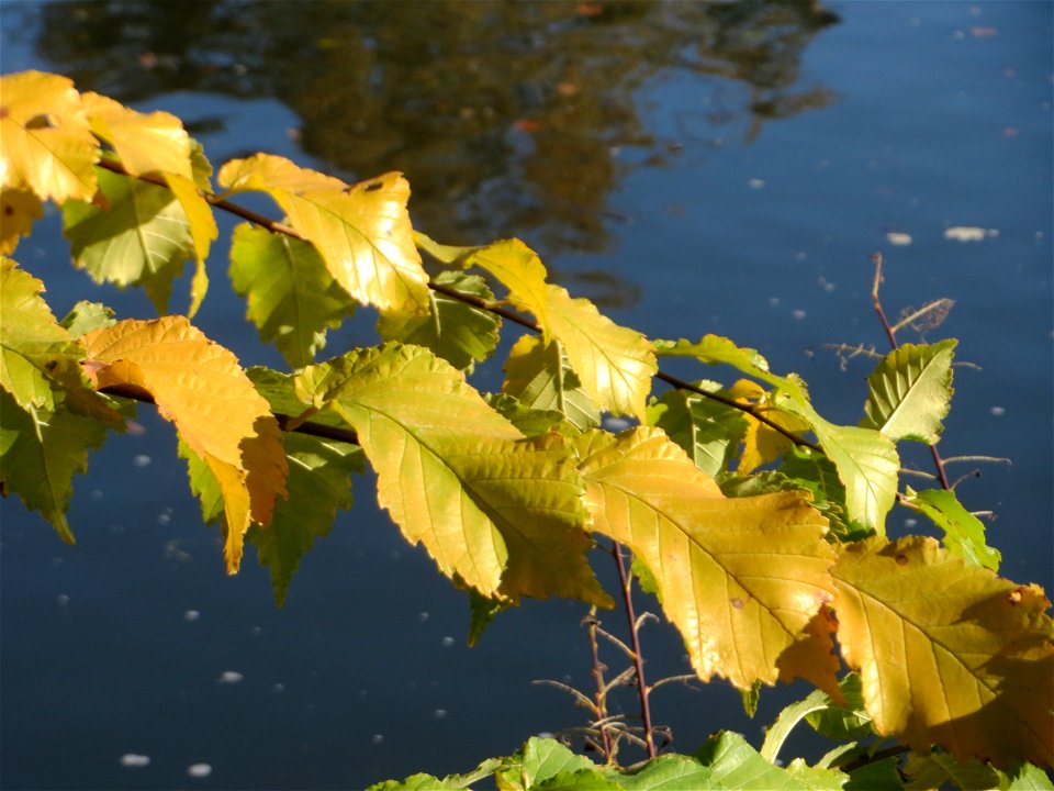 Feldulme (Ulmus minor) an der Saar in Sankt Arnual