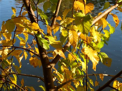 Feldulme (Ulmus minor) an der Saar in Sankt Arnual