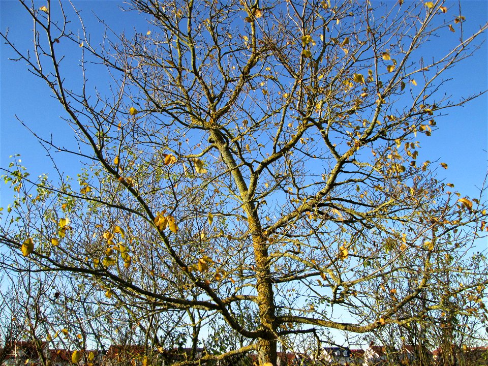 Feld-Ulme (Ulmus minor) bei Hockenheim