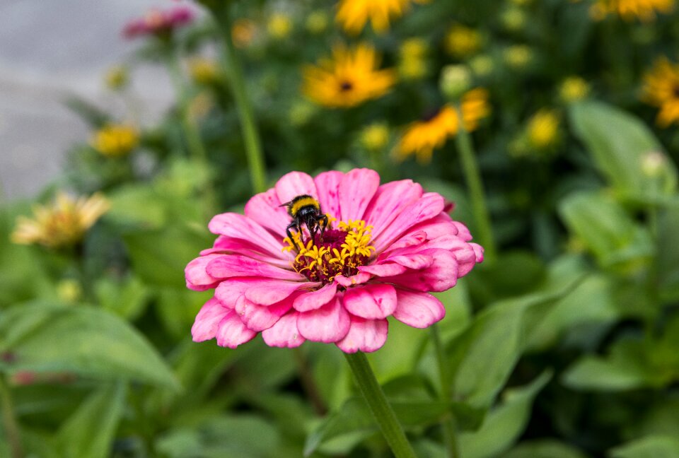 Ornamental plant bee blossom photo