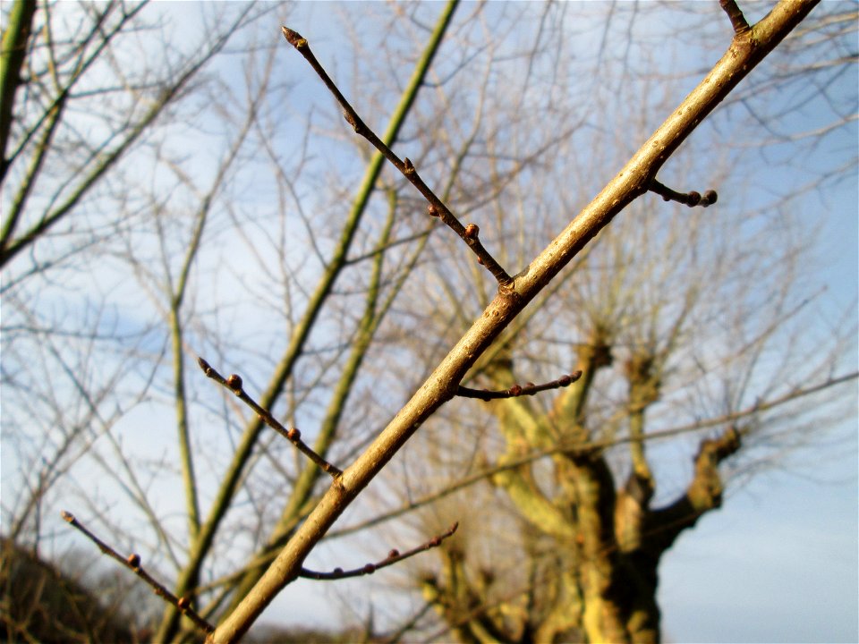 Feldulme (Ulmus minor) am Staden in Saarbrücken