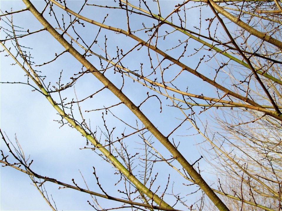 Feldulme (Ulmus minor) am Staden in Saarbrücken - die Feldulme gilt als gefährdet, doch insbesondere am Ufer der Saar finden sich etliche wild wachsende Exemplare