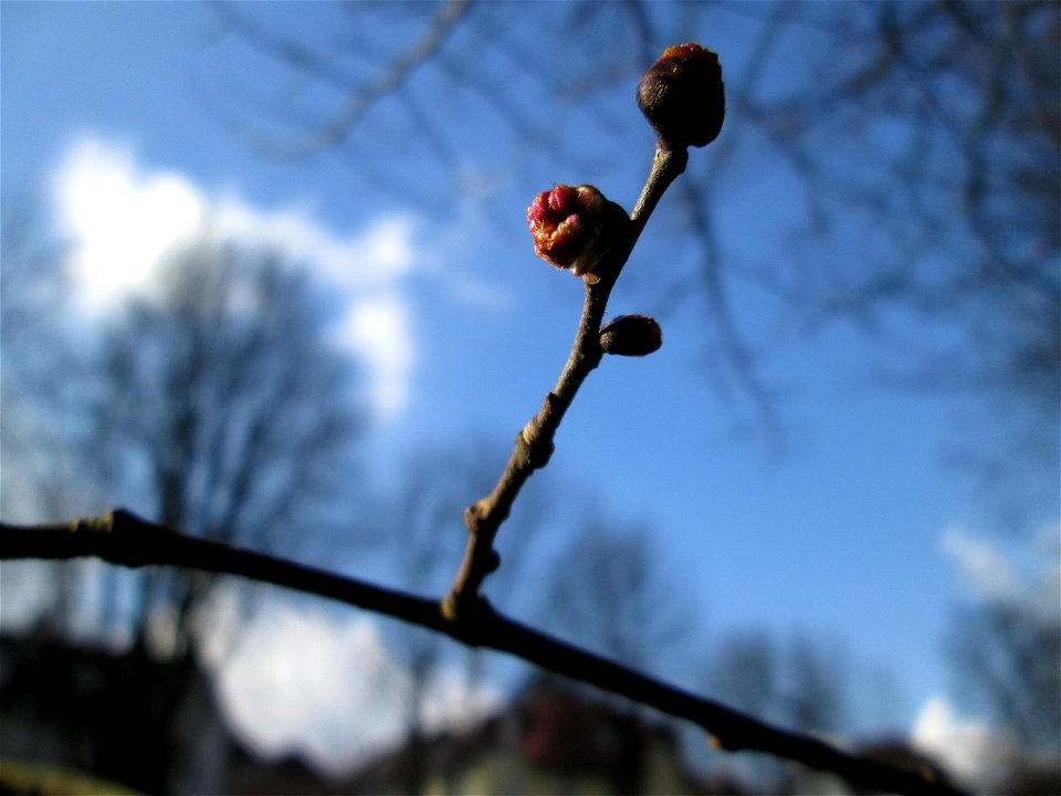 Blütenknospen der Feld-Ulme (Ulmus minor) in der ehem. Bismarckanlage in Sankt Arnual