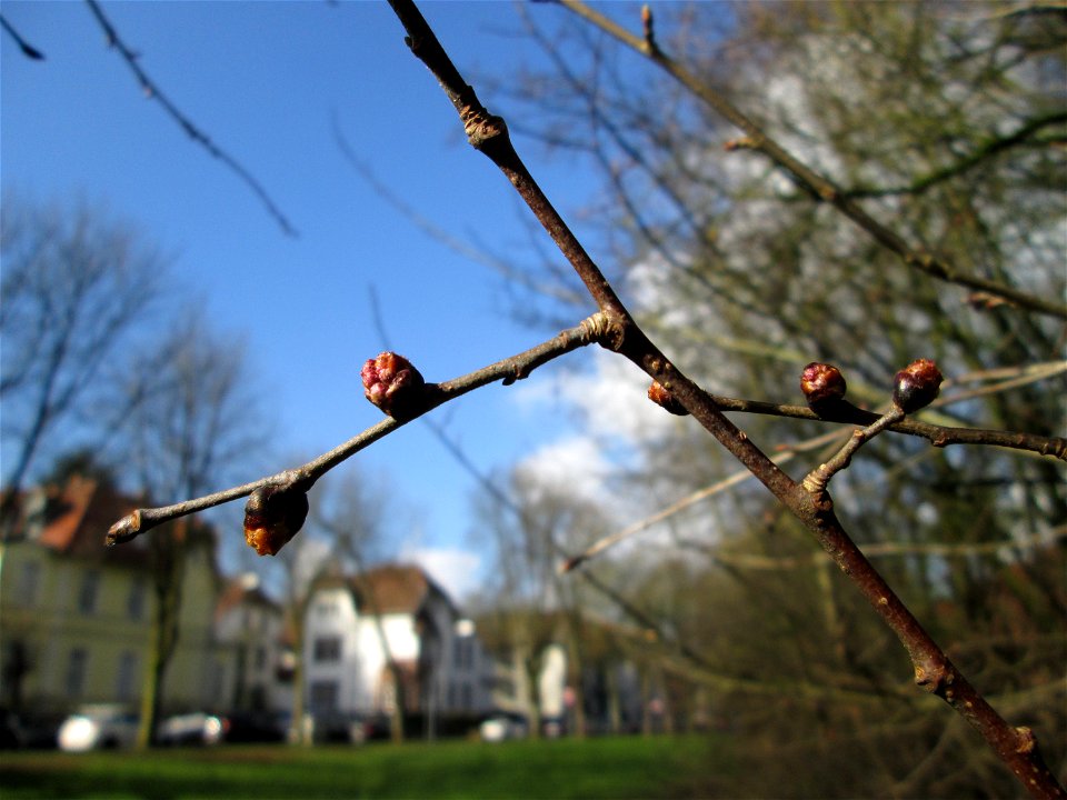 Blütenknospen der Feld-Ulme (Ulmus minor) in der ehem. Bismarckanlage in Sankt Arnual