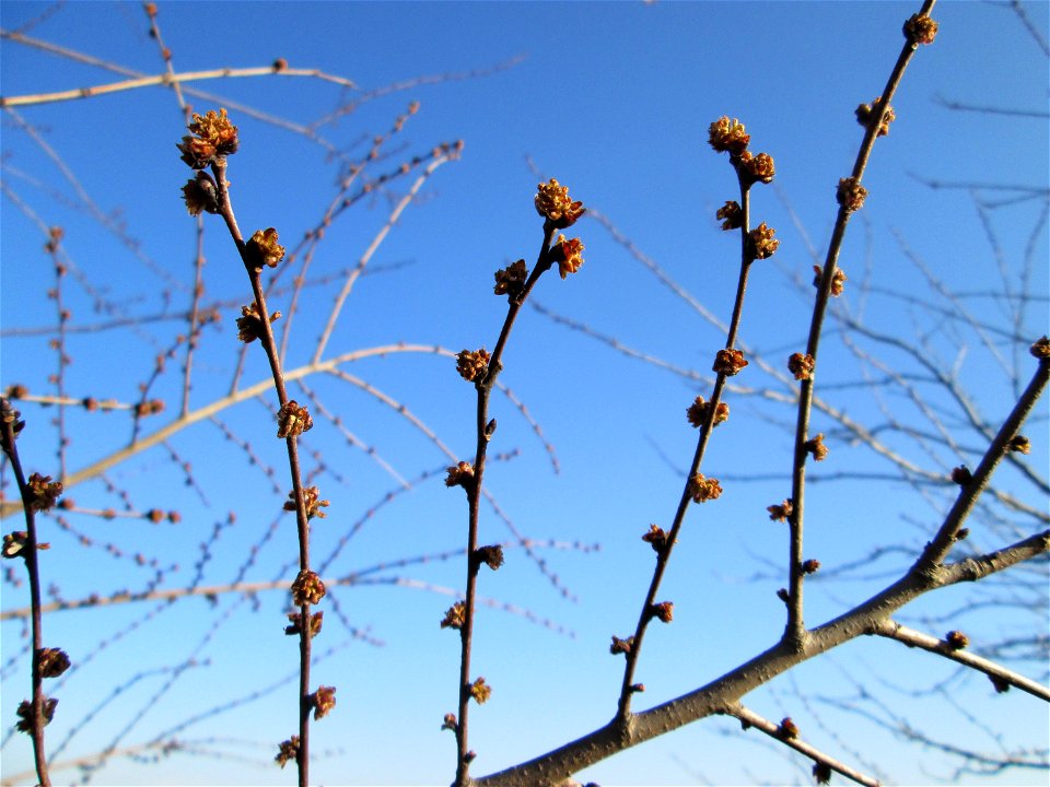 Blütenknospen der Feldulme (Ulmus minor) bei Reilingen