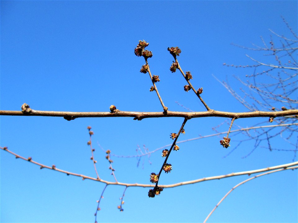 Blütenknospen der Feldulme (Ulmus minor) bei Reilingen