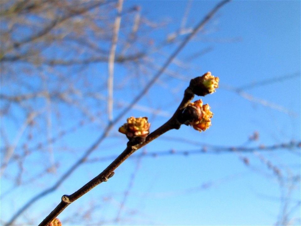 Blütenknospen der Feldulme (Ulmus minor) bei Reilingen