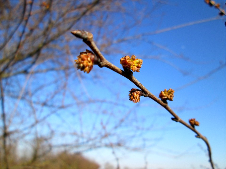 Blütenknospen der Feldulme (Ulmus minor) bei Reilingen