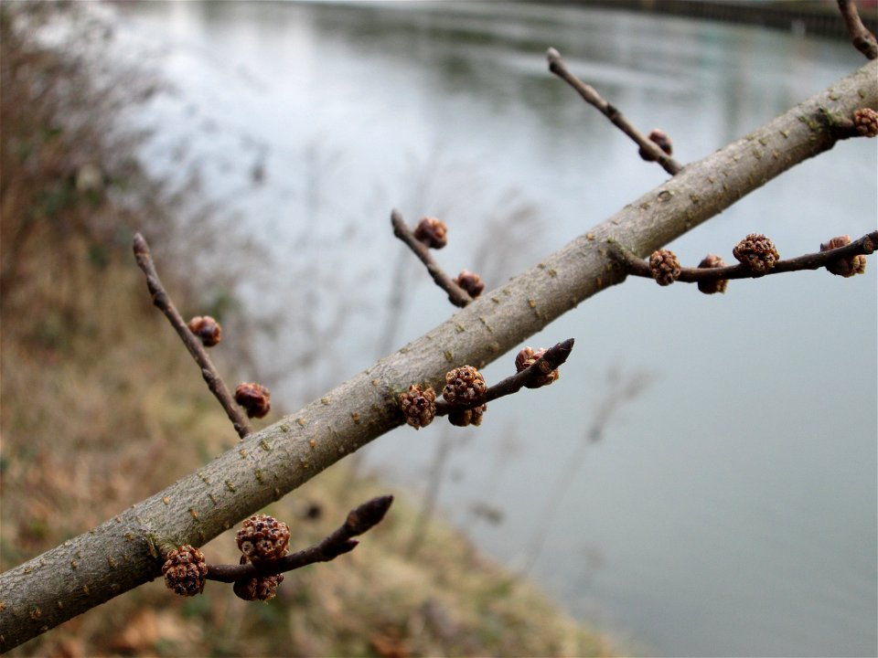 Blütenknospen der Feldulme (Ulmus minor) an der Saar in Saarbrücken