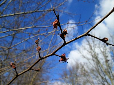 Feld-Ulme (Ulmus minor) in Hockenheim