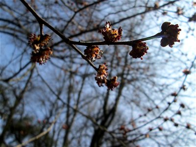 Feld-Ulme (Ulmus minor) in der ehem. Bismarckanlage in Sankt Arnual photo