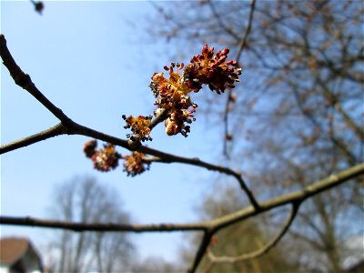 Feld-Ulme (Ulmus minor) in der ehem. Bismarckanlage in Sankt Arnual photo