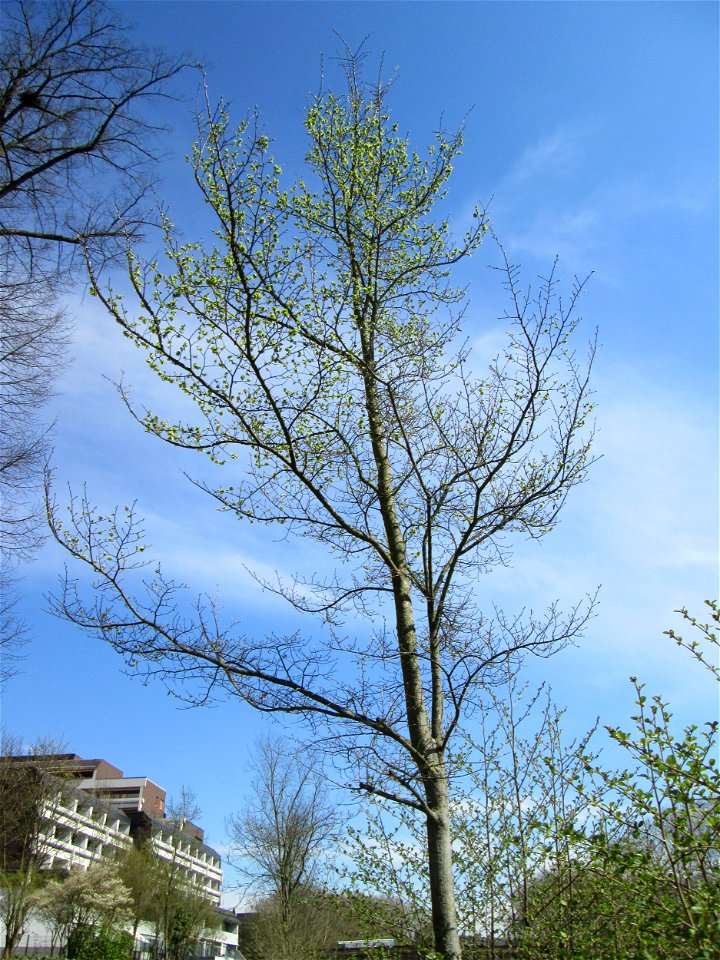 Fruchtstand der Feld-Ulme (Ulmus minor) an der Saar in Saarbrücken