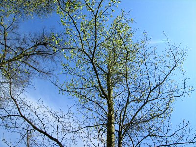 Fruchtstand der Feld-Ulme (Ulmus minor) an der Saar in Saarbrücken