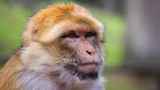 Animal world mammal primates