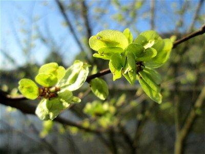 Früchte der Feldulme (Ulmus minor) am Staden in Saarbrücken photo