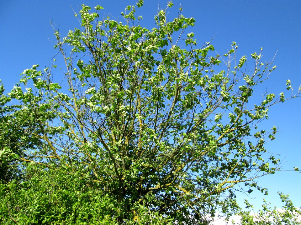 Feldulme (Ulmus minor) bei Reilingen