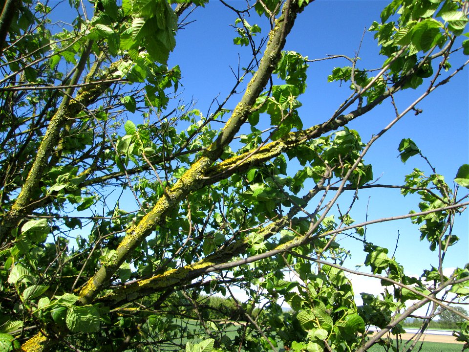 Feldulme (Ulmus minor) bei Reilingen