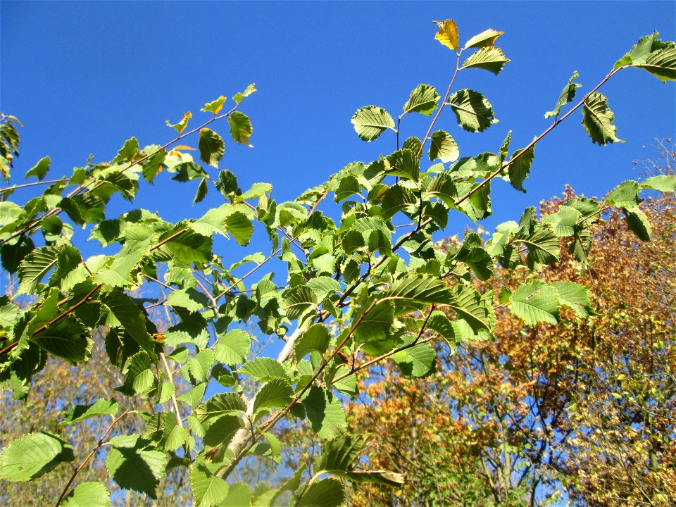 Feld-Ulme (Ulmus minor) an der A61 bei Hockenheim