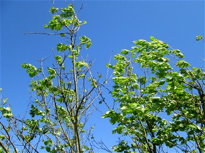 Feldulme (Ulmus minor) bei Reilingen