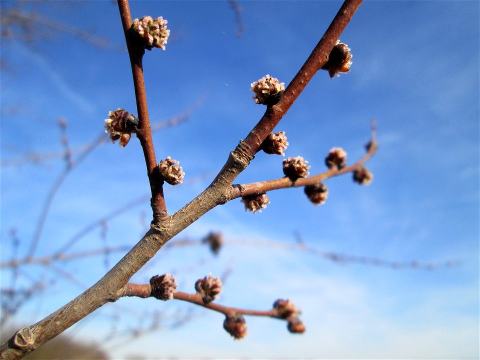 Blütenknospen einer Feldulme (Ulmus minor) bei Reilingen