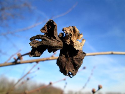 Ulmenbeutelgallenlaus (Eriosoma lanuginosum) an einer Feldulme (Ulmus minor) bei Reilingen photo