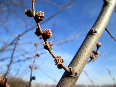 Blütenknospen einer Feldulme (Ulmus minor) bei Reilingen